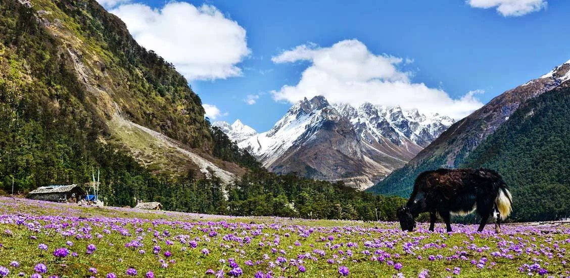 SIKKIM TOUR (GANGTOK TO GANGTOK)